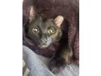 Adopt Moogli a Black & White or Tuxedo Domestic Shorthair (short coat) cat in