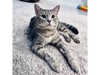 Adopt Haru a Gray, Blue or Silver Tabby Domestic Shorthair / Mixed (short coat)