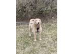 Adopt Guardian a Brown/Chocolate - with White Labradoodle / Mixed dog in