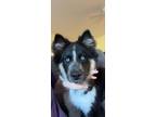 Adopt Bear a Black - with White Husky / Mixed dog in Oceanside, CA (41417103)