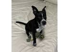 Adopt Amigo a Black - with White Australian Cattle Dog / American Staffordshire