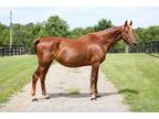 Adopt Ember a Chestnut/Sorrel Saddlebred horse in Nicholasville, KY (39480719)
