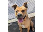 Adopt Carter* a Pit Bull Terrier / Mixed dog in Pomona, CA (41413704)