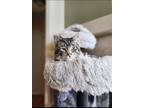 Adopt Roy a Gray, Blue or Silver Tabby Domestic Shorthair / Mixed (short coat)