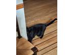 Adopt Geraldine a All Black Domestic Shorthair / Mixed (short coat) cat in