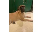 Adopt Ruthie a Tan/Yellow/Fawn - with Black Bullmastiff / Mixed dog in Spring