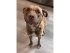 Adopt Zara a Brown/Chocolate Pit Bull Terrier / Labrador Retriever / Mixed dog