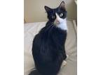 Adopt Sonia a Black & White or Tuxedo Domestic Mediumhair (medium coat) cat in