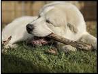 Adopt Maximus a White - with Tan, Yellow or Fawn Great Pyrenees / Mixed dog in