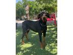 Adopt Cinder a Black - with Brown, Red, Golden, Orange or Chestnut Doberman