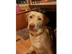 Adopt Moxie a Tan/Yellow/Fawn Labrador Retriever / Mixed dog in Owosso