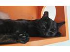 Adopt Rowena a All Black Domestic Shorthair / Domestic Shorthair / Mixed cat in