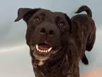 Adopt Rain a Black Labrador Retriever / Mixed dog in Woodbury, MN (41327925)