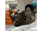 Adopt Auntie Anne a All Black Domestic Shorthair / Mixed Breed (Medium) / Mixed