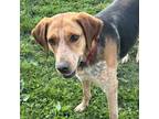 Adopt Arya Wags a Tricolor (Tan/Brown & Black & White) Hound (Unknown Type) /