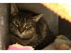 Adopt Beacon a Brown Tabby Domestic Shorthair / Mixed Breed (Medium) / Mixed