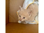 Adopt Delano a Cream or Ivory Domestic Shorthair / Domestic Shorthair / Mixed