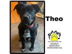 Adopt Theo a Black Labrador Retriever / Mixed Breed (Medium) / Mixed (short