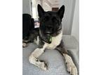 Adopt Booker a Black - with White Akita / Mixed dog in Hazleton, PA (40854461)