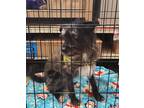 Adopt Angus a Black - with White Wirehaired Pointing Griffon / Labrador