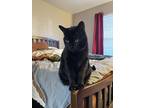 Adopt Binx a All Black Domestic Shorthair / Mixed (short coat) cat in Wichita