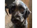 Adopt Doobie a Black - with White Poodle (Standard) / Labradoodle / Mixed dog in