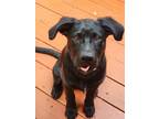 Adopt Kookie a Black Labrador Retriever / Shepherd (Unknown Type) / Mixed dog in
