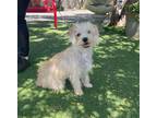 Adopt Treasure a White Poodle (Miniature) / Terrier (Unknown Type