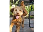 Adopt Tula a Red/Golden/Orange/Chestnut Goldendoodle / Mixed dog in Murray