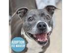 Adopt Greta a Gray/Blue/Silver/Salt & Pepper American Pit Bull Terrier / Mixed