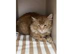 Adopt Sven (bonded with Olaf) a Orange or Red Domestic Longhair / Mixed Breed