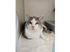 Adopt Biscuit a White Domestic Shorthair / Mixed Breed (Medium) / Mixed (short