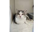 Adopt Biscuit (Bonded with Gravy) a White Domestic Shorthair / Domestic