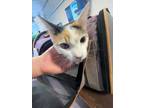 Adopt Sparkles a White Domestic Shorthair / Domestic Shorthair / Mixed cat in