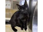 Adopt Dawali a All Black Domestic Shorthair / Domestic Shorthair / Mixed cat in