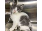 Adopt Taboon a Gray or Blue Domestic Shorthair / Domestic Shorthair / Mixed cat
