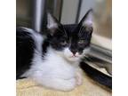 Adopt Salata a All Black Domestic Shorthair / Domestic Shorthair / Mixed cat in