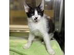 Adopt Kafta a All Black Domestic Shorthair / Domestic Shorthair / Mixed cat in