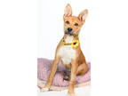 Adopt Foxy a Tan/Yellow/Fawn Shepherd (Unknown Type) / Mixed dog in Tinley Park