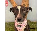 Adopt Dove a Black - with White Labrador Retriever / Cattle Dog / Mixed dog in