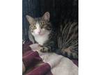 Adopt Lilly a Tan or Fawn Tabby Domestic Shorthair / Mixed (short coat) cat in
