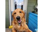 Adopt Zeus a Red/Golden/Orange/Chestnut Golden Retriever / Golden Retriever dog