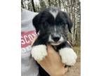 Adopt Marty a Labrador Retriever / Wirehaired Pointing Griffon / Mixed dog in