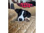 Adopt Carolina a White Great Dane dog in Berkeley Heights, NJ (40706738)