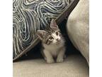 Adopt Toby a Gray, Blue or Silver Tabby Domestic Mediumhair (medium coat) cat in