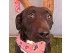 Adopt Tess a Black - with White American Pit Bull Terrier / Labrador Retriever /