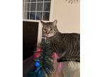 Adopt Leo a Brown Tabby Tabby / Mixed (short coat) cat in Leesburg