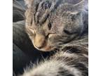Adopt Rocket a Brown Tabby Domestic Shorthair cat in Tecumseh, MI (40483877)