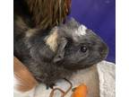 Adopt Teddy a Black Guinea Pig / Guinea Pig / Mixed small animal in Seattle