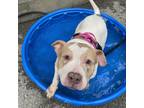 Adopt Layla a White Mixed Breed (Large) / Mixed dog in Adrian, MI (41402254)